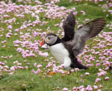 2270: Puffin returning with dinner
