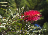 Callistemon