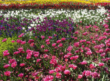 3353: Floriade flower bed