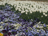 3413: Floriade flower bed