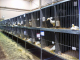 Duck Row