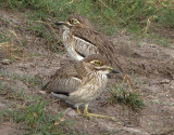 1264: Water thick-knee