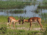 1864: Head-to-head impala