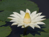 z4251455.jpg
