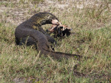 1492: Water monitor eating