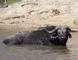 1622: Sick buffalo
