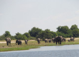 1628: Thirteen elephants