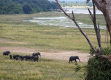 Elephants by the Chobe River, Botswana