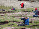 Everybody photographing puffins