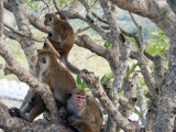 3594: Macaque Tree
