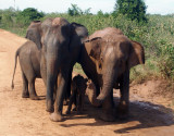 4868: Elephants protecting a baby