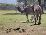 4795: Camels & Friends