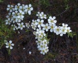 Leptospermum