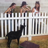 Black goat with admirers