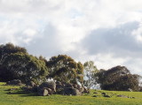 A flock of rocks