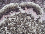 Lichen on sandstone — 1