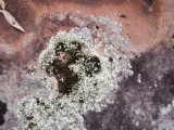 Lichen on sandstone — 2