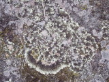 Lichen on sandstone — 3