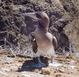 1054: Blue-footed booby