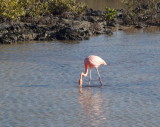 0478: One flamingo