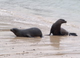 0059: Two sea lions at waters edge