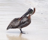 0071: Galapagos brown pelican