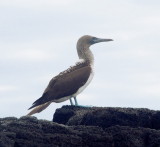 0675: Blue-footed booby