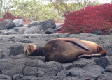 0711: Comfortable sea lion