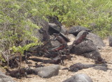 0870: Marine iguanas