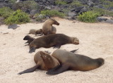0880: Sea lions