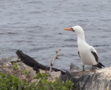 0902: Nazca booby and marine iguana