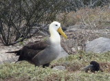 0994: Waved albatross and chick