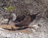 1088: Blue-footed booby and chick