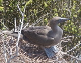 1112: Blue-footed booby