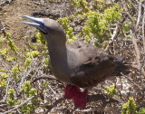 1130: Red-footed booby