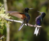 Humming Birds
