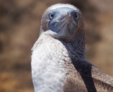 Blue-footed Booby