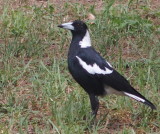One magpie