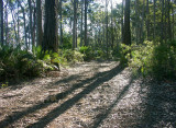 Scenic Forest Walk - return route