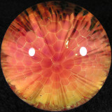 Honey Bloom Size: 1.88 Price: SOLD