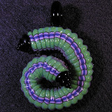 #196: Micah Evans, Caterpillar Miller Size: 1.94 x 1.36 Price: $150