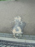 DSC00546.jpg