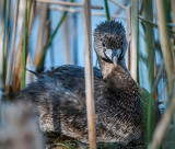 Grebe