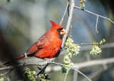 Northern Cardinal