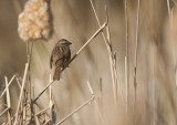 Sparrow