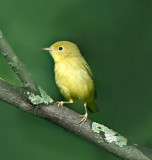 yellow warbler