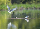 Tern