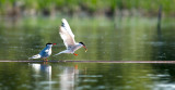 Tern