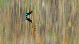 Tree Swallow