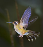 Speckled hummingbird